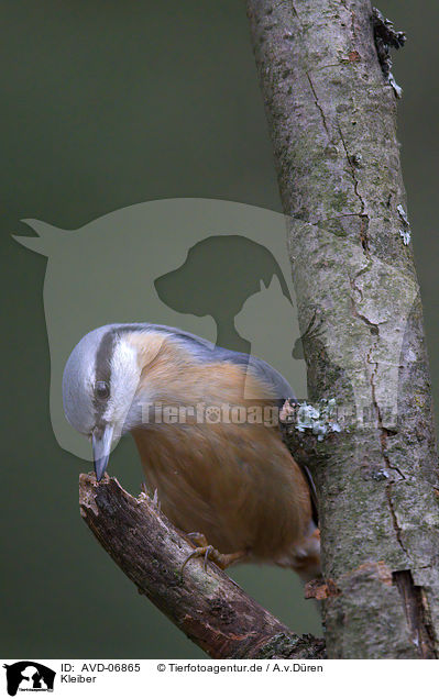 Kleiber / nuthatch / AVD-06865