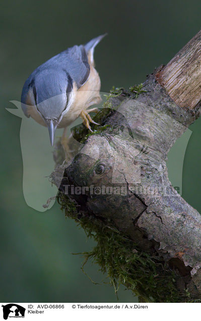 Kleiber / nuthatch / AVD-06866