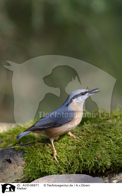 Kleiber / nuthatch / AVD-06871