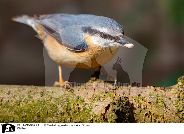 Kleiber / nuthatch / AVD-06991