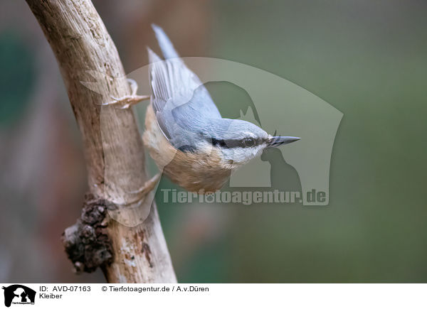 Kleiber / nuthatch / AVD-07163