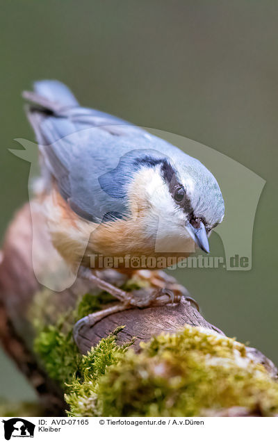 Kleiber / nuthatch / AVD-07165