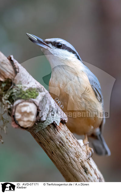 Kleiber / nuthatch / AVD-07171