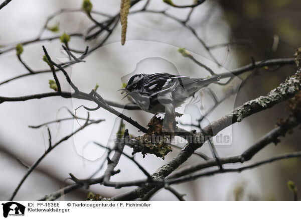 Kletterwaldsnger / black-and-white creeping warbler / FF-15366