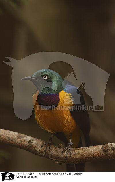 Knigsglanzstar / golden-breasted starling / HL-03356