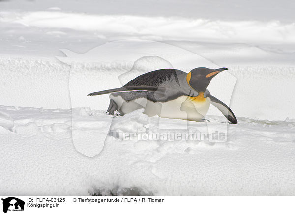 Knigspinguin / King Penguin / FLPA-03125