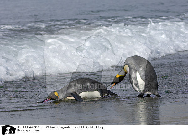 Knigspinguine / King Penguins / FLPA-03126