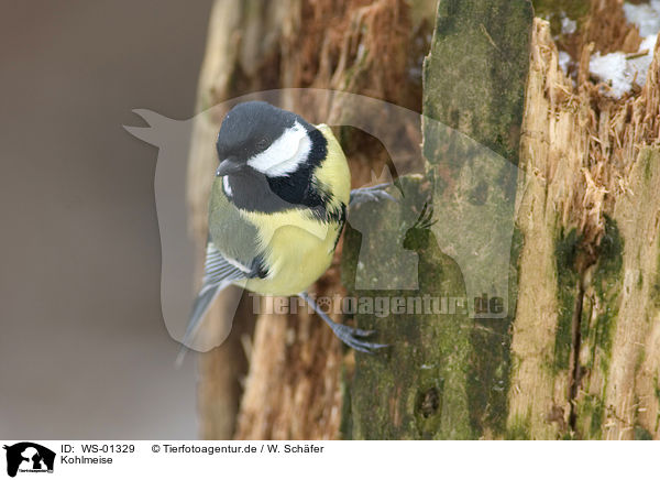 Kohlmeise / great tit / WS-01329