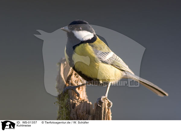 Kohlmeise / great tit / WS-01357