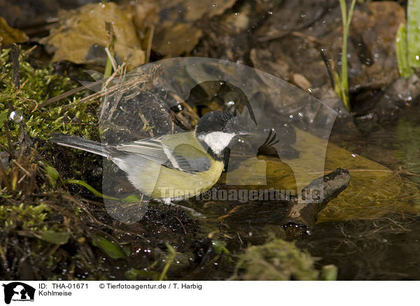 Kohlmeise / great tit / THA-01671