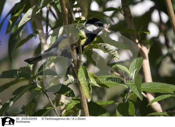 Kohlmeise / great tit / AVD-02450