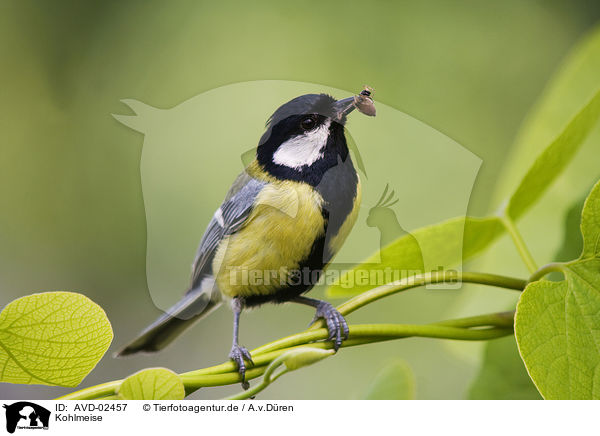 Kohlmeise / great tit / AVD-02457