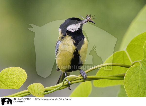 Kohlmeise / great tit / AVD-02458