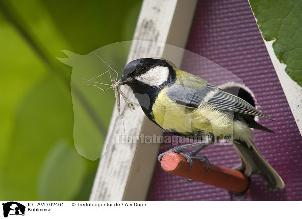 Kohlmeise / great tit / AVD-02461