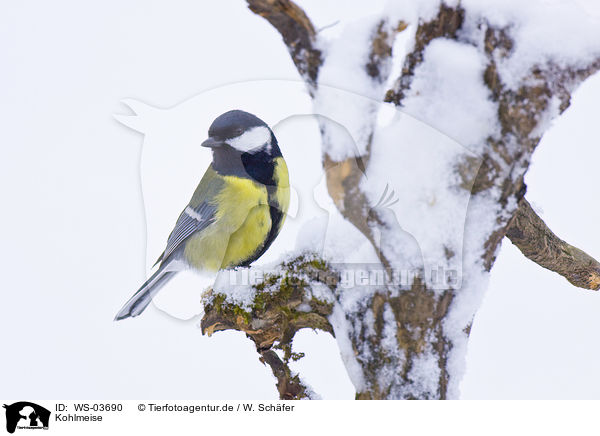 Kohlmeise / great tit / WS-03690