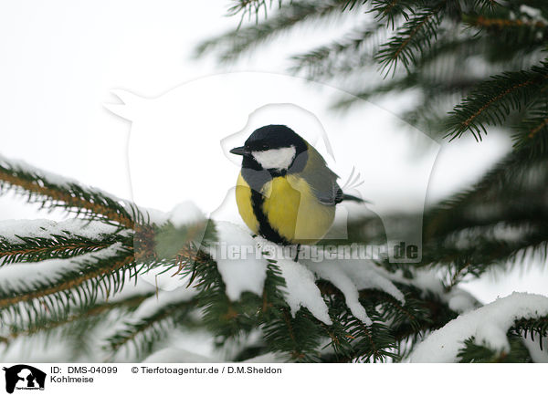 Kohlmeise / great tit / DMS-04099