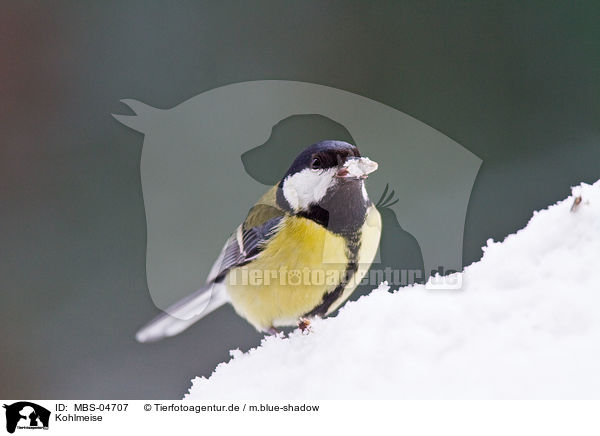 Kohlmeise / great tit / MBS-04707