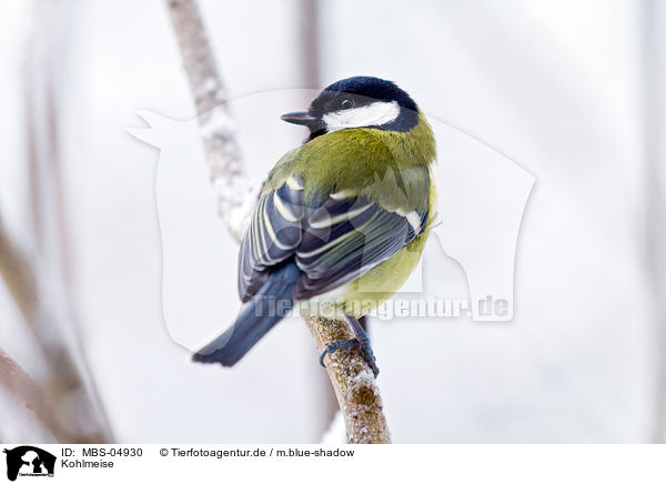 Kohlmeise / great tit / MBS-04930