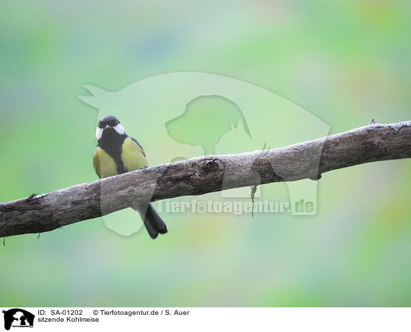 sitzende Kohlmeise / sitting Great Titmouse / SA-01202