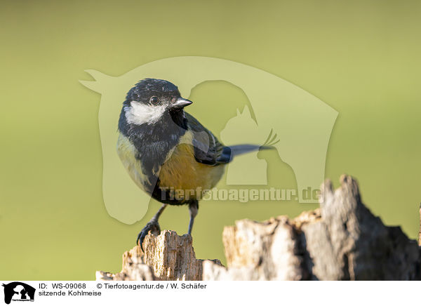 sitzende Kohlmeise / sitting Great Titmouse / WS-09068