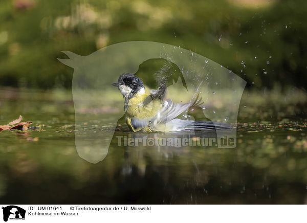 Kohlmeise im Wasser / UM-01641