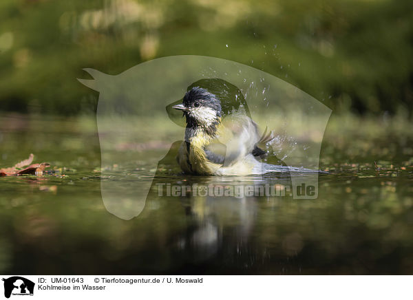 Kohlmeise im Wasser / Great Titmouse in the water / UM-01643