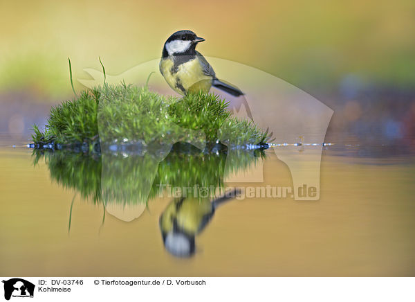 Kohlmeise / great tit / DV-03746