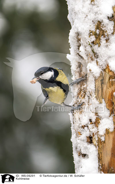 Kohlmeise / great tit / WS-09291