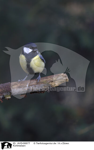 Kohlmeisen / great tit / AVD-06677