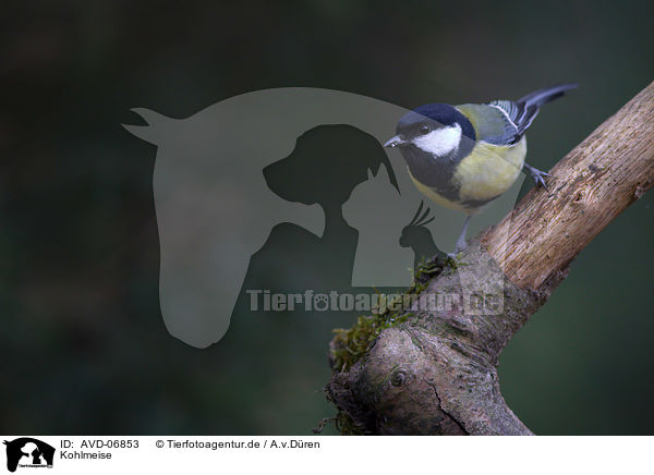 Kohlmeise / great tit / AVD-06853