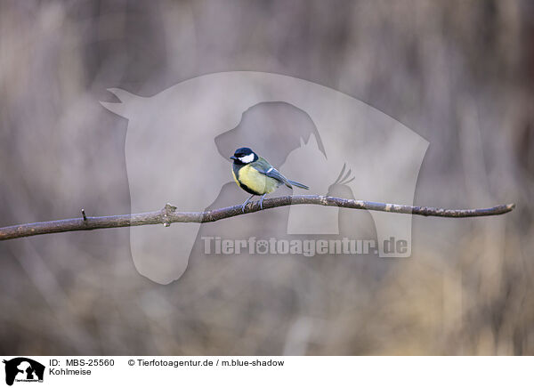 Kohlmeise / great tit / MBS-25560