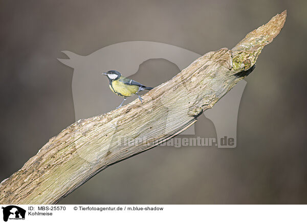 Kohlmeise / great tit / MBS-25570