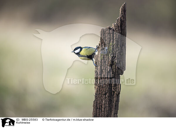 Kohlmeise / great tit / MBS-25583