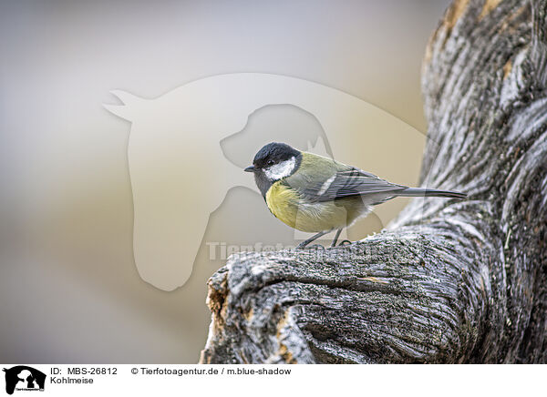 Kohlmeise / great tit / MBS-26812