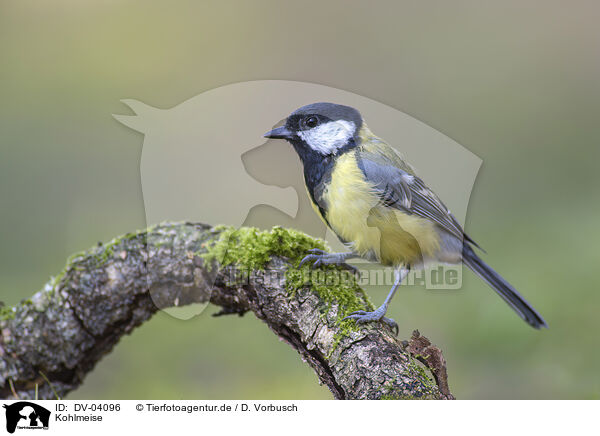 Kohlmeise / great tit / DV-04096