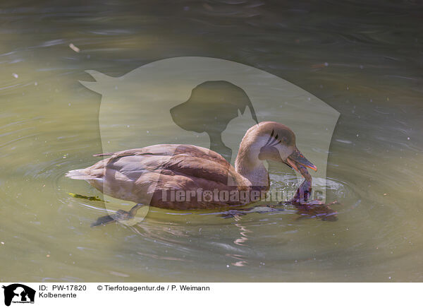 Kolbenente / red-crested pochard / PW-17820