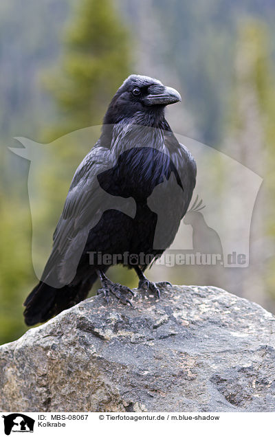 Kolkrabe / common raven / MBS-08067