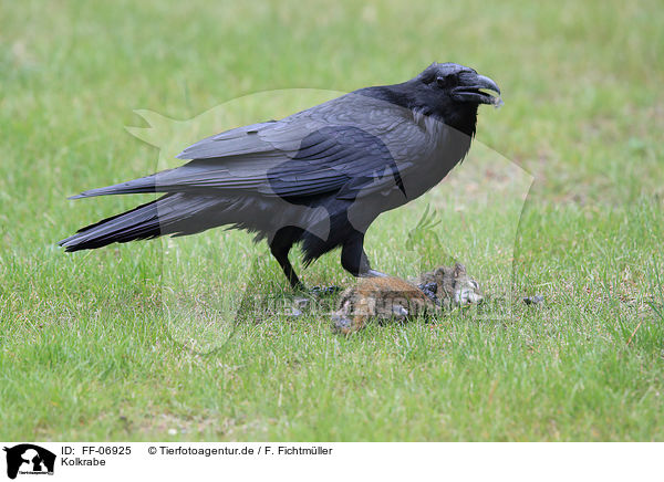 Kolkrabe / common raven / FF-06925