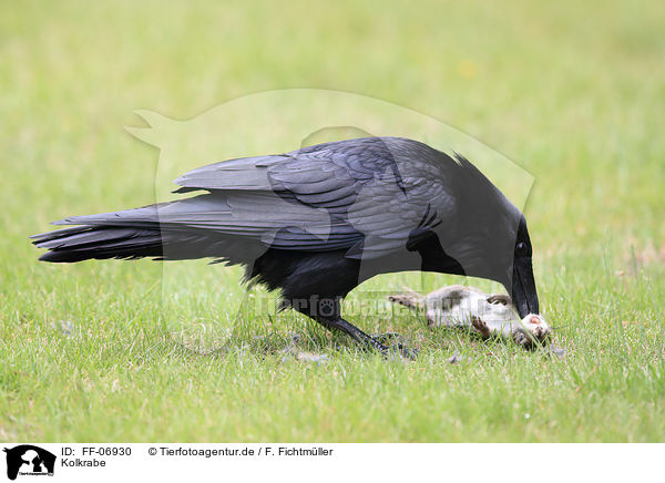 Kolkrabe / common raven / FF-06930