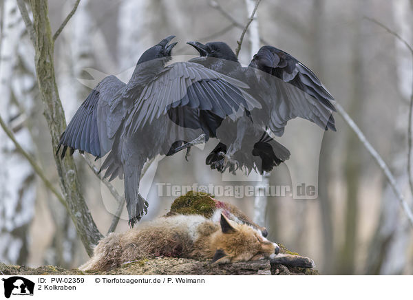 2 Kolkraben / 2 common ravens / PW-02359