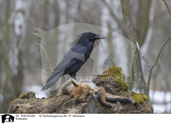 Kolkrabe / common raven / PW-02369
