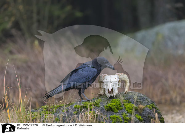 Kolkrabe / common raven / PW-02378