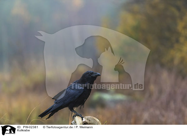 Kolkrabe / common raven / PW-02381