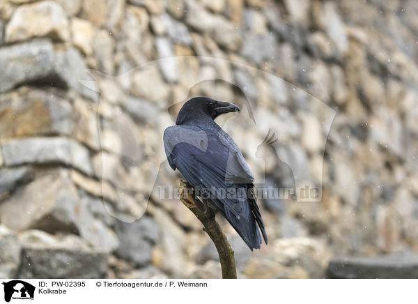 Kolkrabe / common raven / PW-02395