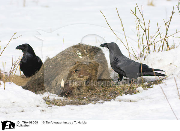 Kolkraben / Northern Ravens / THA-08069