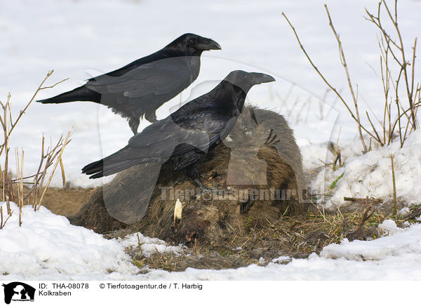 Kolkraben / Northern Ravens / THA-08078