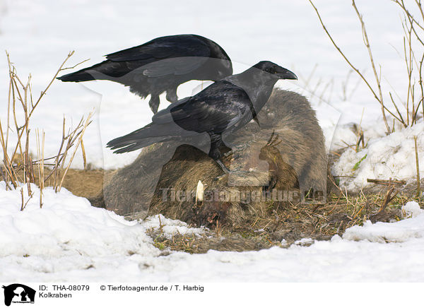 Kolkraben / Northern Ravens / THA-08079