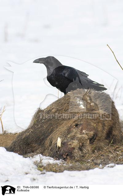 Kolkrabe / Northern Raven / THA-08086