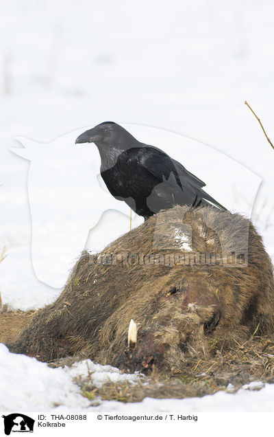 Kolkrabe / Northern Raven / THA-08088