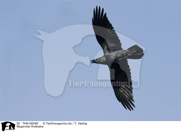 fliegender Kolkrabe / flying Northern Raven / THA-08096